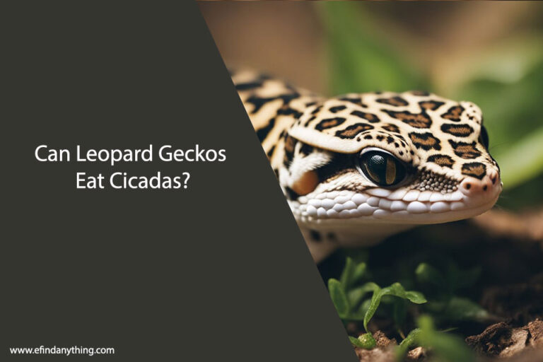 Can Leopard Geckos Eat Cicadas