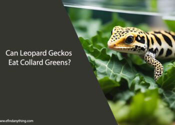 Can Leopard Geckos Eat Collard Greens