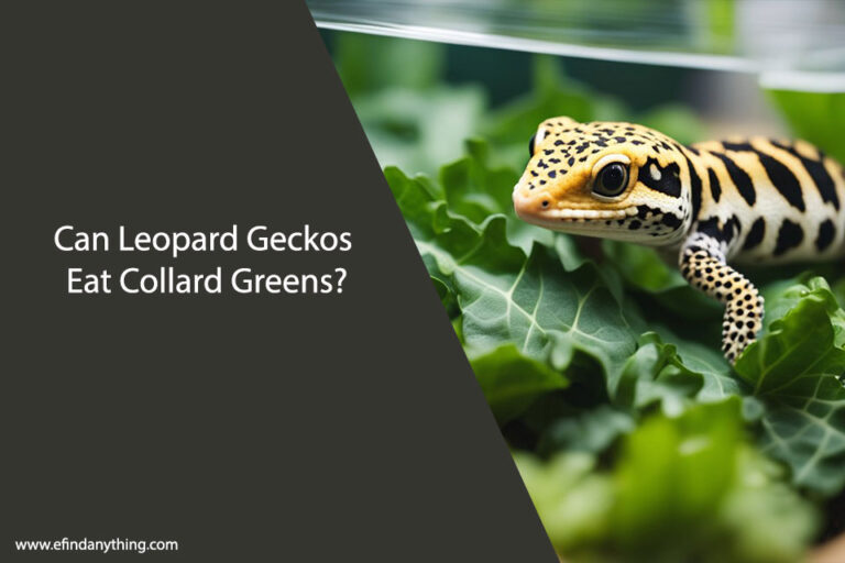Can Leopard Geckos Eat Collard Greens