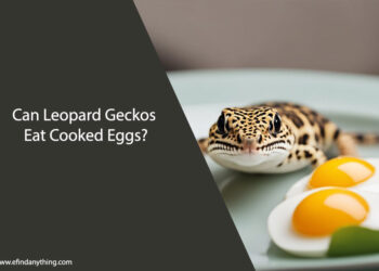 Can Leopard Geckos Eat Cooked Eggs