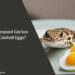 Can Leopard Geckos Eat Cooked Eggs