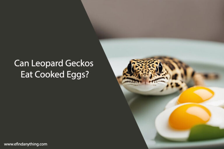 Can Leopard Geckos Eat Cooked Eggs