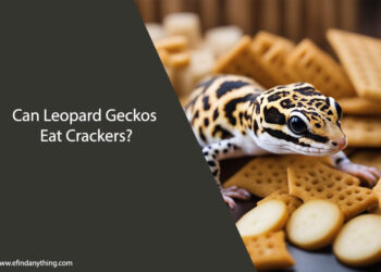Can Leopard Geckos Eat Crackers