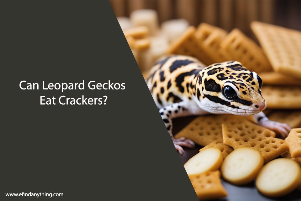 Can Leopard Geckos Eat Crackers