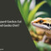 Can Leopard Geckos Eat Crested Gecko Diet
