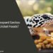 Can Leopard Geckos Eat Cricket Foods