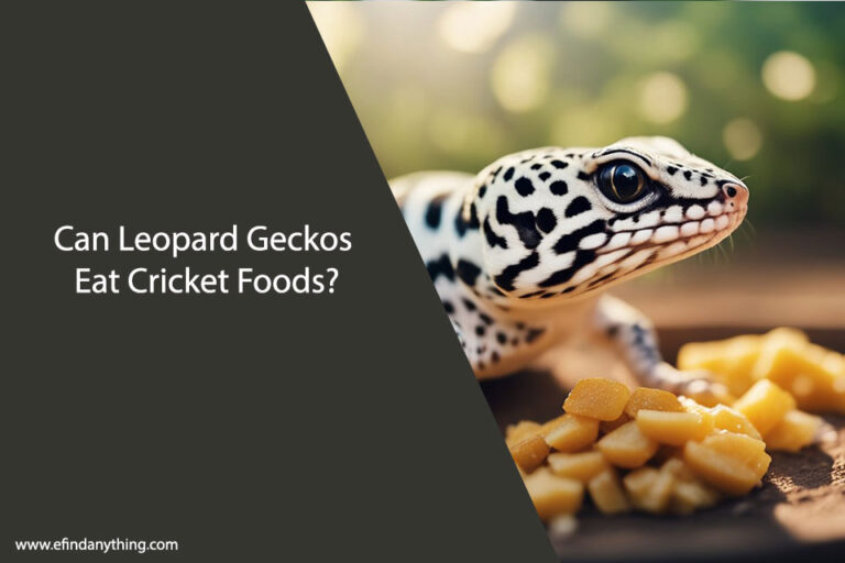 Can Leopard Geckos Eat Cricket Foods
