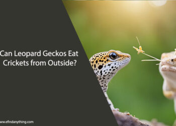 Can Leopard Geckos Eat Crickets from Outside