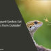 Can Leopard Geckos Eat Crickets from Outside