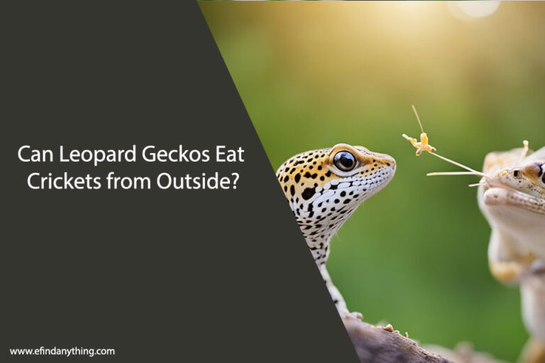 Can Leopard Geckos Eat Crickets from Outside