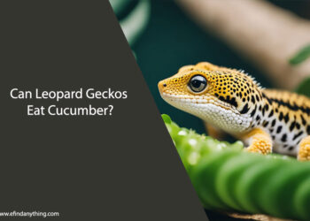 Can Leopard Geckos Eat Cucumber