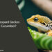 Can Leopard Geckos Eat Cucumber