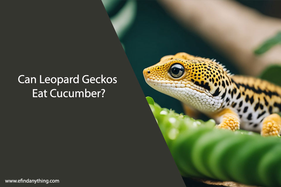 Can Leopard Geckos Eat Cucumber