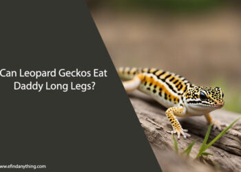 Can Leopard Geckos Eat Daddy Long Legs