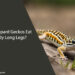 Can Leopard Geckos Eat Daddy Long Legs