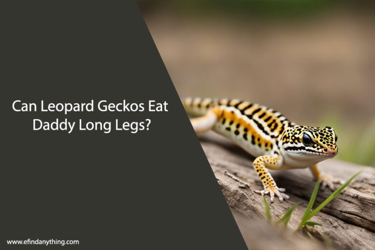 Can Leopard Geckos Eat Daddy Long Legs