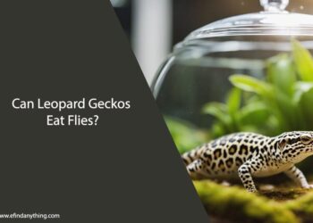 Can Leopard Geckos Eat Flies