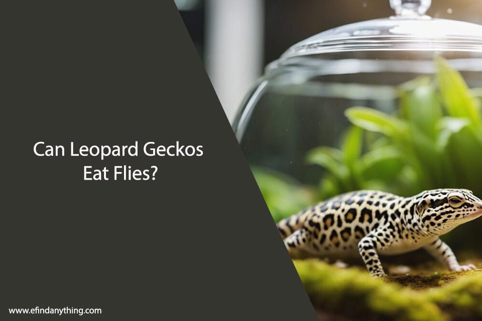 Can Leopard Geckos Eat Flies