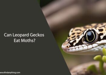 Can Leopard Geckos Eat Moths