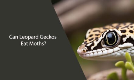 Can Leopard Geckos Eat Moths?
