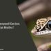 Can Leopard Geckos Eat Moths