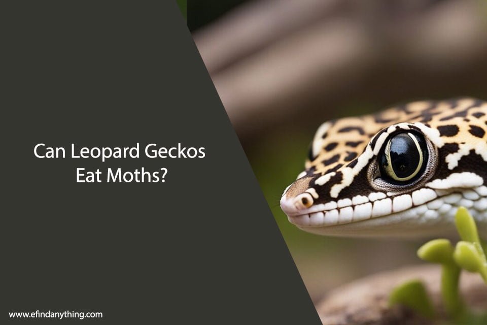 Can Leopard Geckos Eat Moths