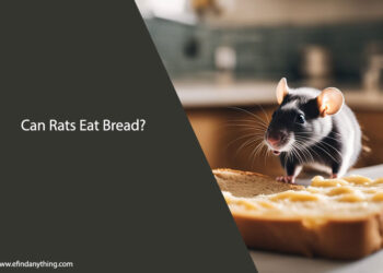 Can Rats Eat Bread