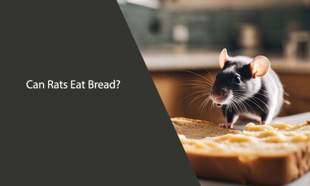 Can Rats Eat Bread? A Comprehensive Guide