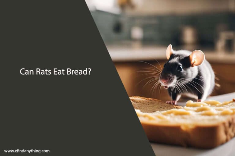 Can Rats Eat Bread