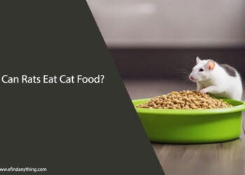 Can Rats Eat Cat Food