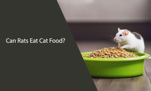 Can Rats Eat Cat Food? A Guide to Feeding Your Pet Rat