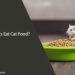 Can Rats Eat Cat Food