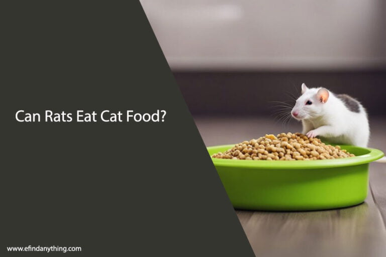 Can Rats Eat Cat Food