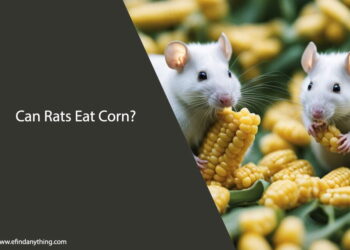 Can Rats Eat Corn