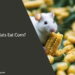 Can Rats Eat Corn