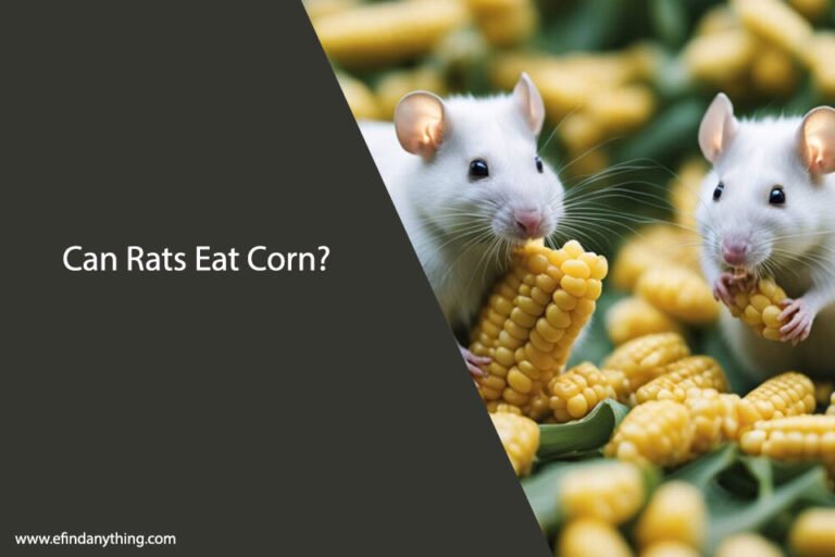 Can Rats Eat Corn