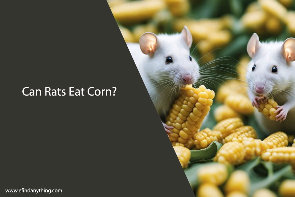 Can Rats Eat Corn