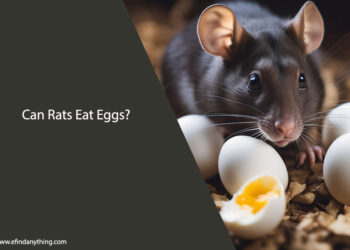 Can Rats Eat Eggs