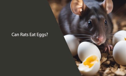 Can Rats Eat Eggs? A Comprehensive Guide