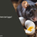 Can Rats Eat Eggs