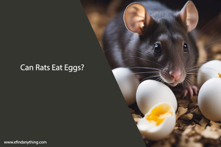 Can Rats Eat Eggs
