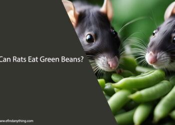 Can Rats Eat Green Beans