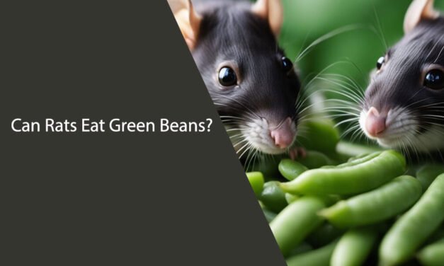 Can Rats Eat Green Beans? A Comprehensive Guide