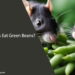 Can Rats Eat Green Beans