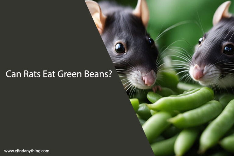 Can Rats Eat Green Beans