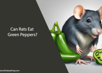 Can Rats Eat Green Peppers