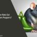 Can Rats Eat Green Peppers