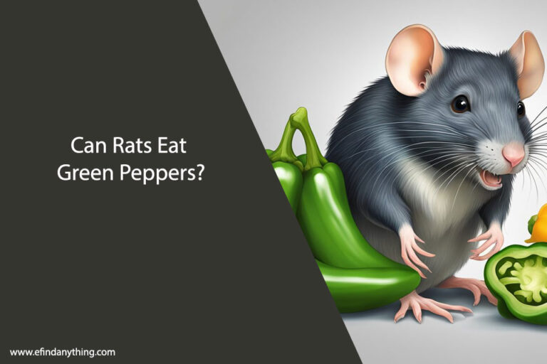 Can Rats Eat Green Peppers