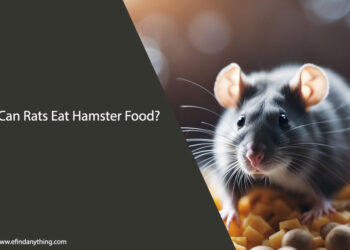 Can Rats Eat Hamster Food