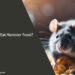 Can Rats Eat Hamster Food